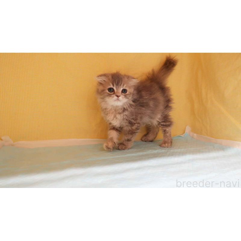 販売中の東京都のスコティッシュフォールド(折れ耳)-133408の3枚目