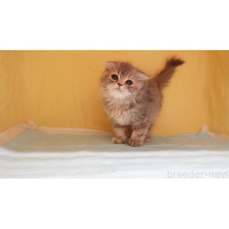 販売中の東京都のスコティッシュフォールド(折れ耳)-133408の2枚目