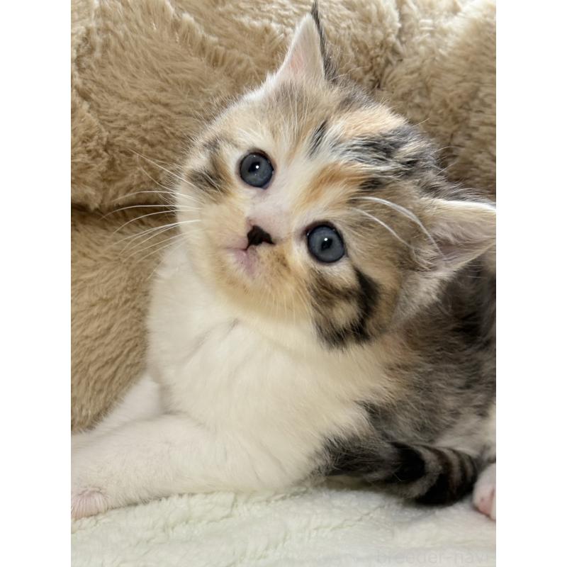 販売中の奈良県のエキゾチックショートヘア-133410の5枚目