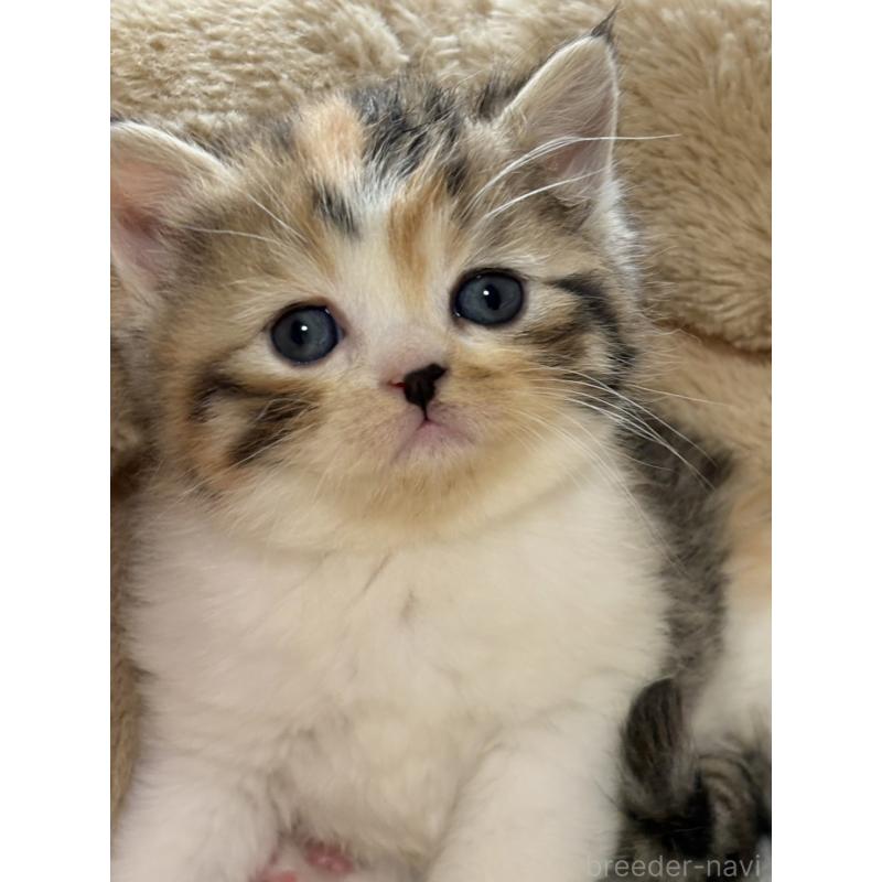 販売中の奈良県のエキゾチックショートヘア-133410の4枚目