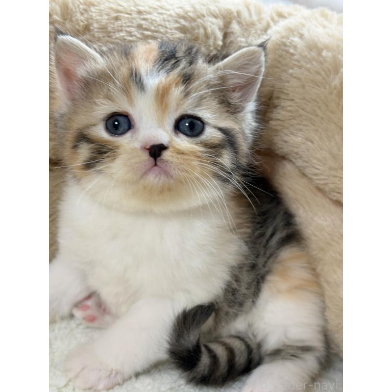 販売中の奈良県のエキゾチックショートヘア-133410の3枚目