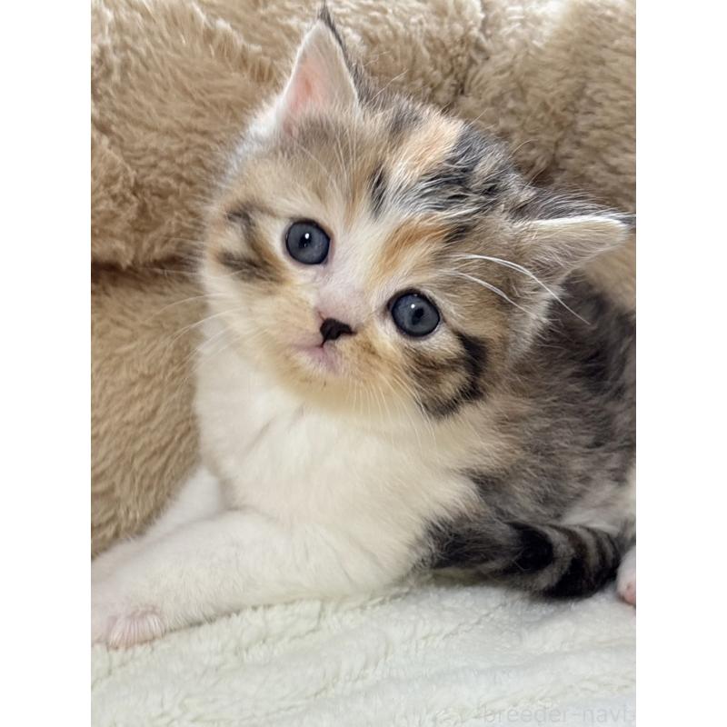 販売中の奈良県のエキゾチックショートヘア-133410の2枚目