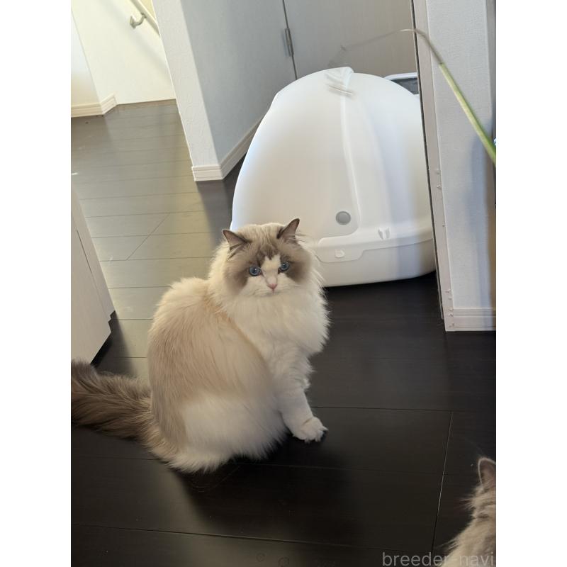 販売中の埼玉県のラグドール-133412の2枚目