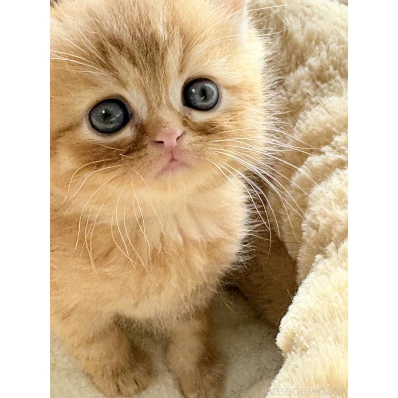 販売中の奈良県のエキゾチックショートヘア-133411の5枚目