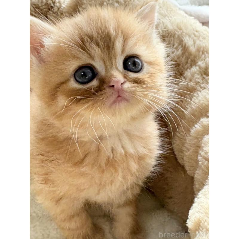 販売中の奈良県のエキゾチックショートヘア-133411の4枚目