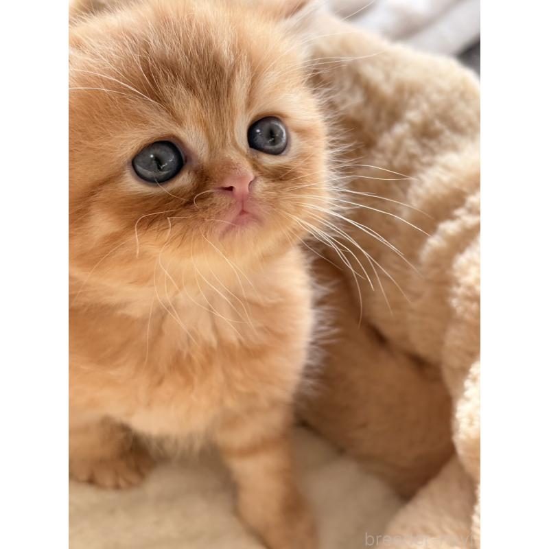 販売中の奈良県のエキゾチックショートヘア-133411の3枚目