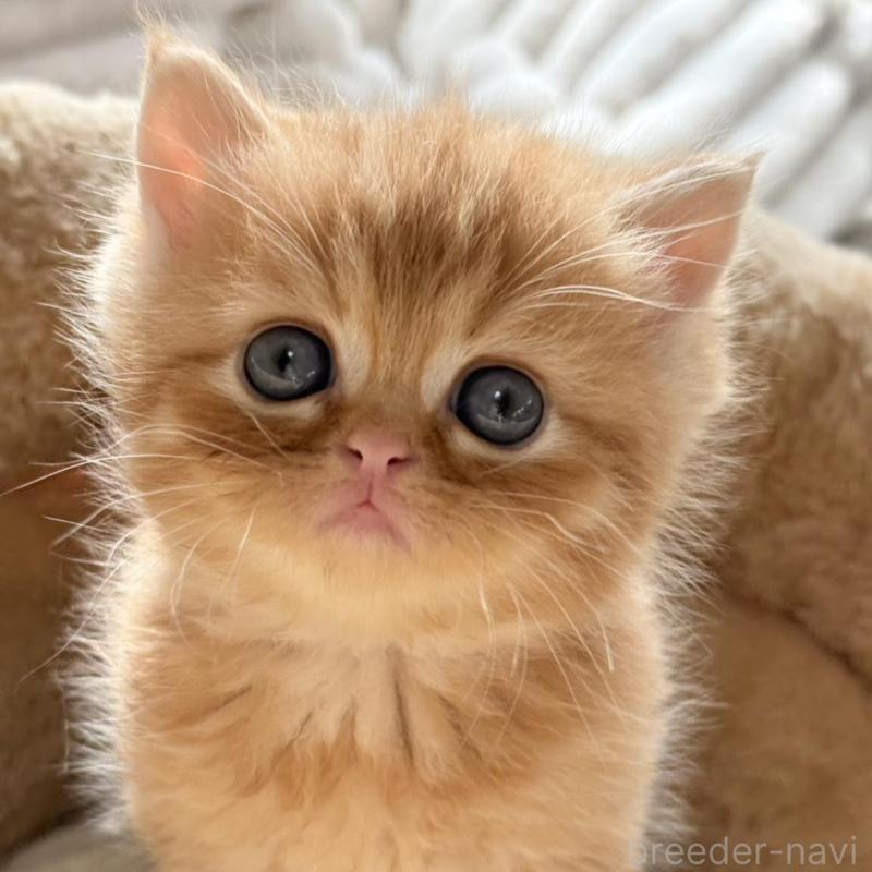 販売中の奈良県のエキゾチックショートヘア-133411