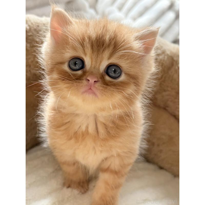 販売中の奈良県のエキゾチックショートヘア-133411の2枚目