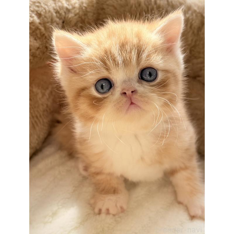 販売中の奈良県のエキゾチックショートヘア-133413の5枚目