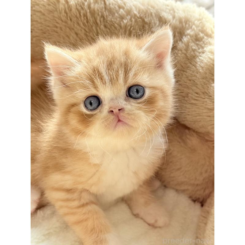 販売中の奈良県のエキゾチックショートヘア-133413の4枚目