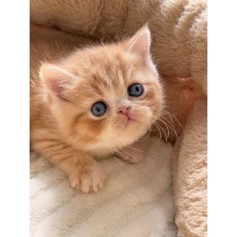 販売中の奈良県のエキゾチックショートヘア-133413の3枚目