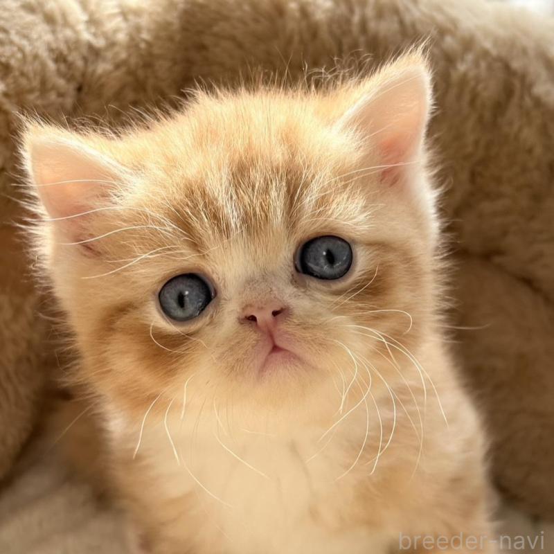 販売中の奈良県のエキゾチックショートヘア-133413