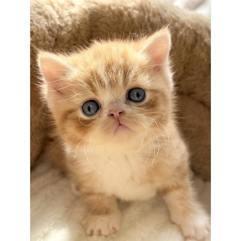 販売中の奈良県のエキゾチックショートヘア-133413の2枚目