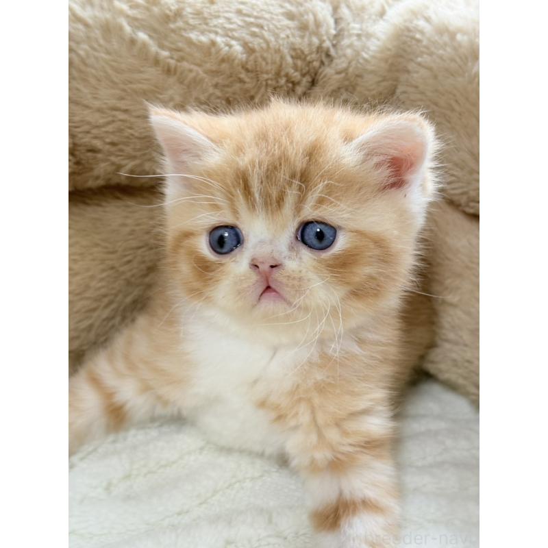 販売中の奈良県のエキゾチックショートヘア-133414の5枚目