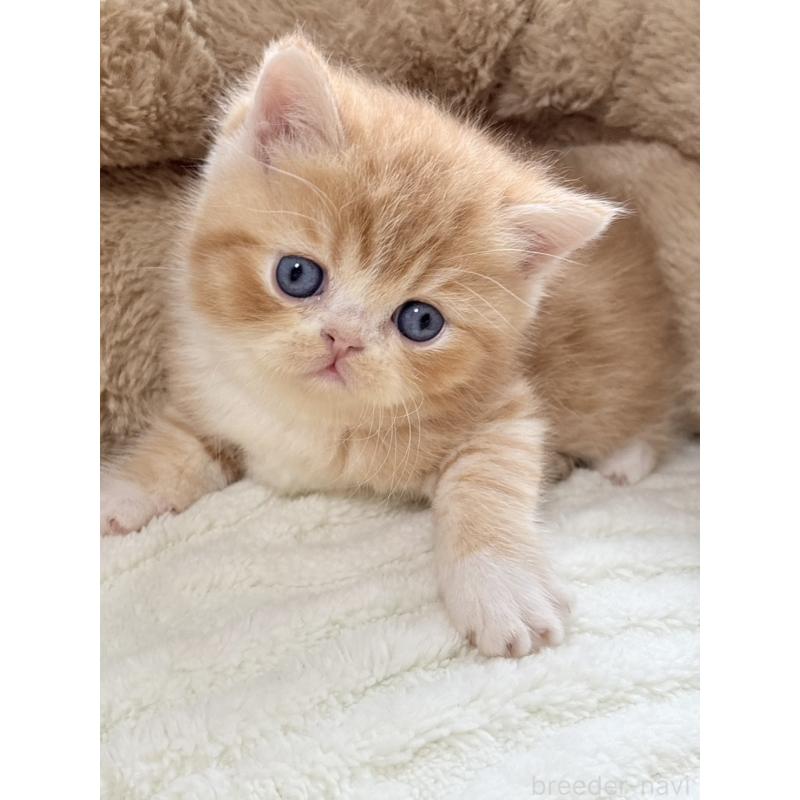 販売中の奈良県のエキゾチックショートヘア-133414の4枚目