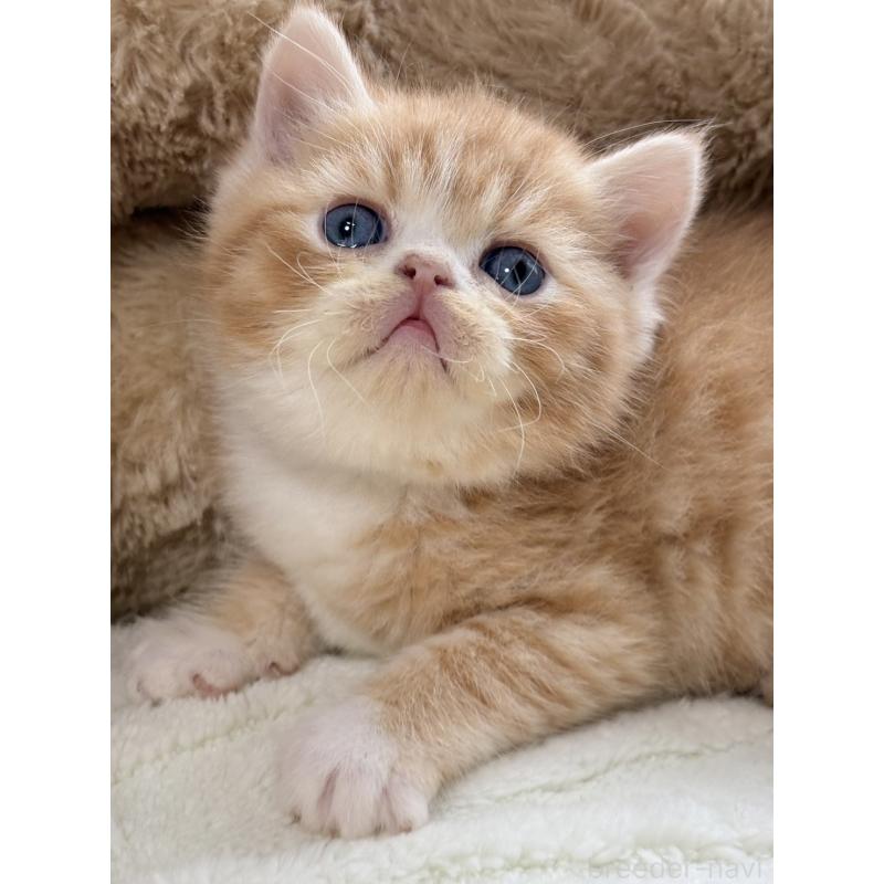 販売中の奈良県のエキゾチックショートヘア-133414の3枚目