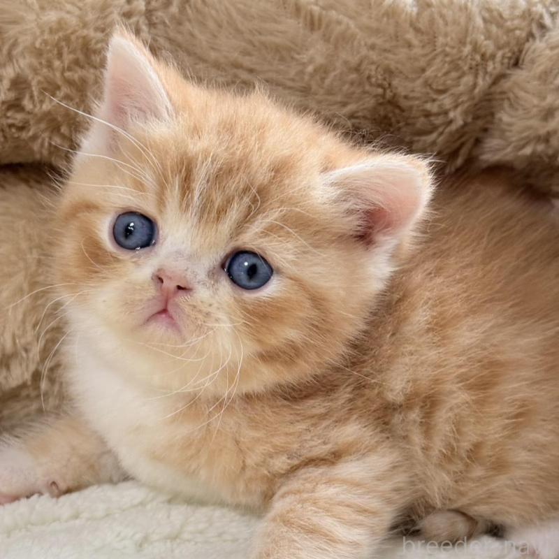 販売中の奈良県のエキゾチックショートヘア-133414