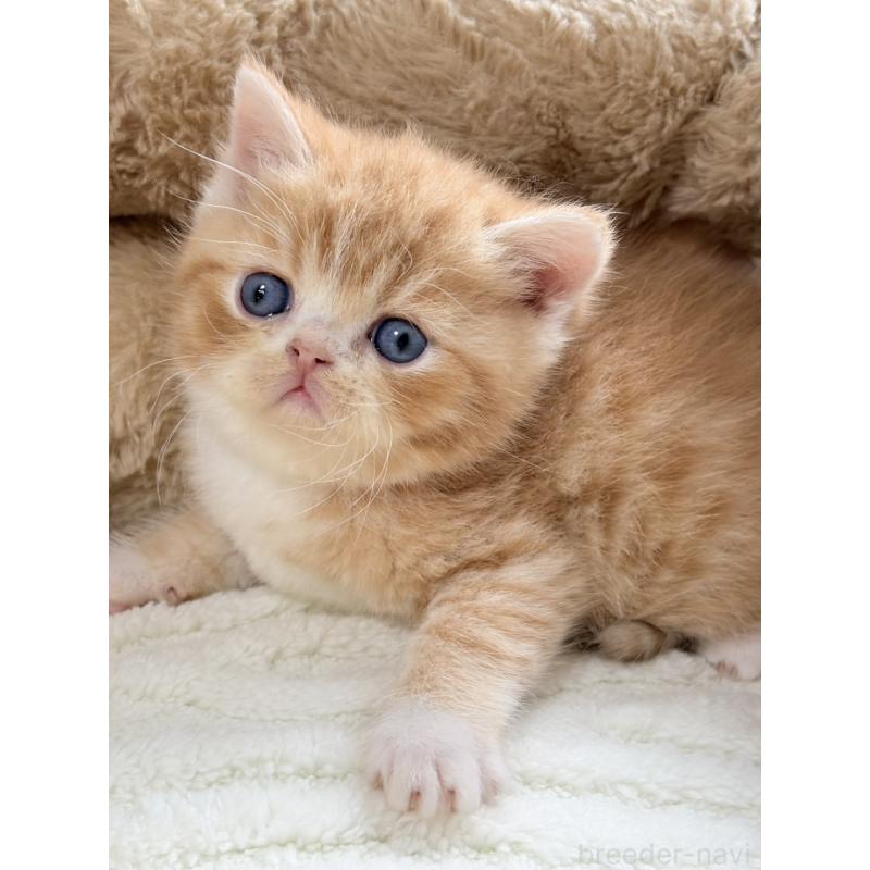 販売中の奈良県のエキゾチックショートヘア-133414の2枚目