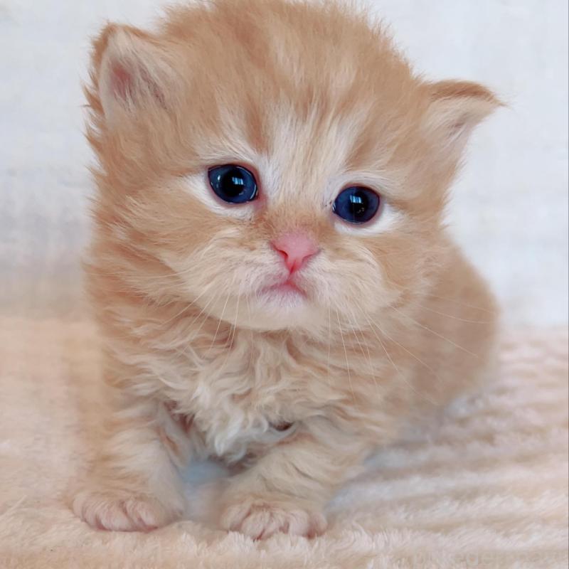 販売中の福島県のマンチカン-133415の5枚目