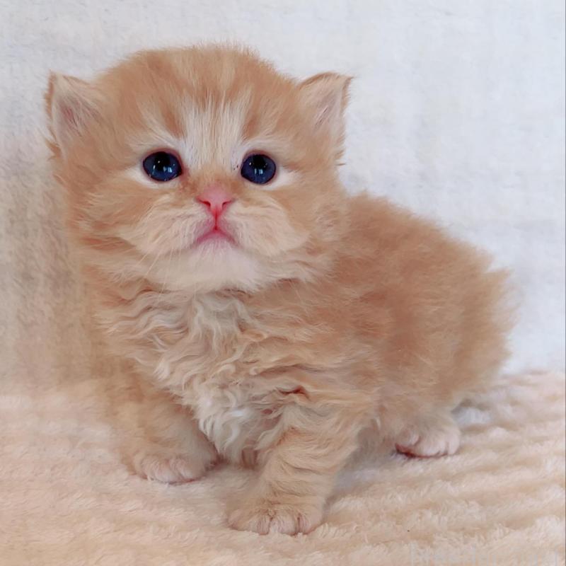 販売中の福島県のマンチカン-133415の4枚目