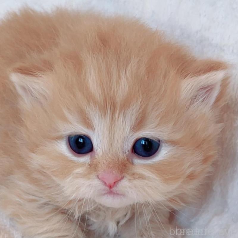 販売中の福島県のマンチカン-133415の3枚目