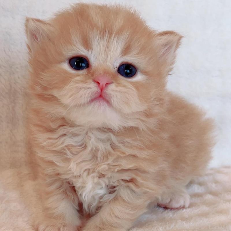 販売中の福島県のマンチカン-133415