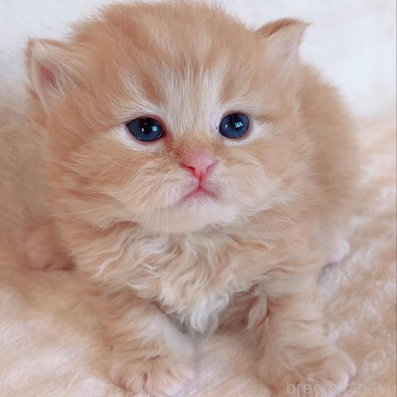 販売中の福島県のマンチカン-133415の2枚目