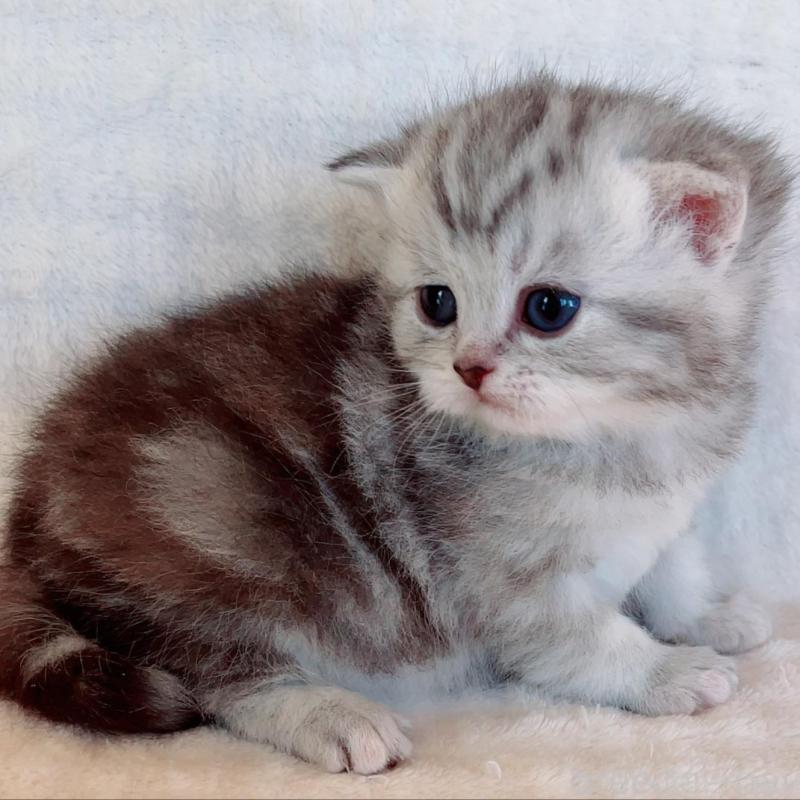 販売中の福島県のマンチカン-133416の5枚目