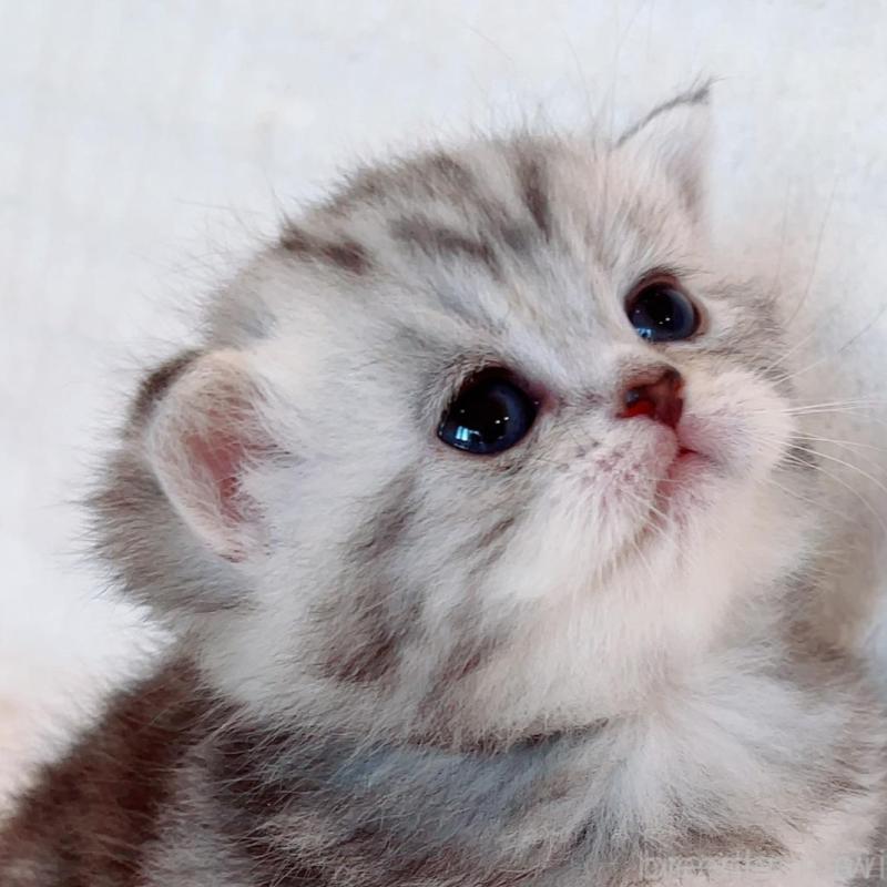 販売中の福島県のマンチカン-133416の4枚目