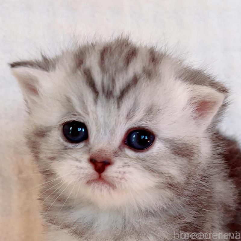 販売中の福島県のマンチカン-133416