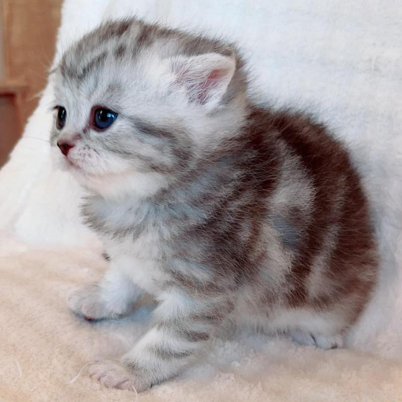 販売中の福島県のマンチカン-133416の3枚目