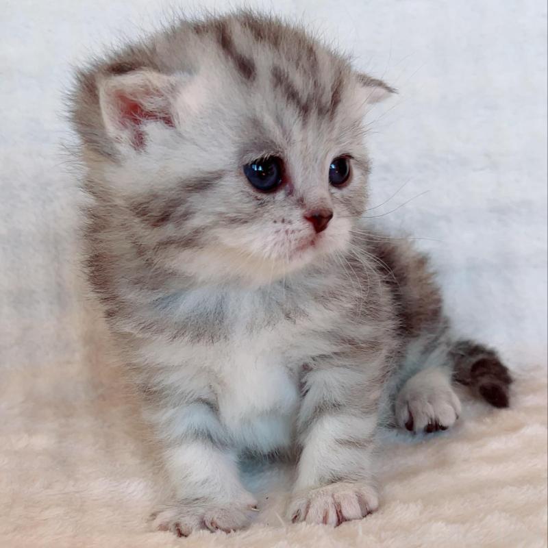 販売中の福島県のマンチカン-133416の2枚目