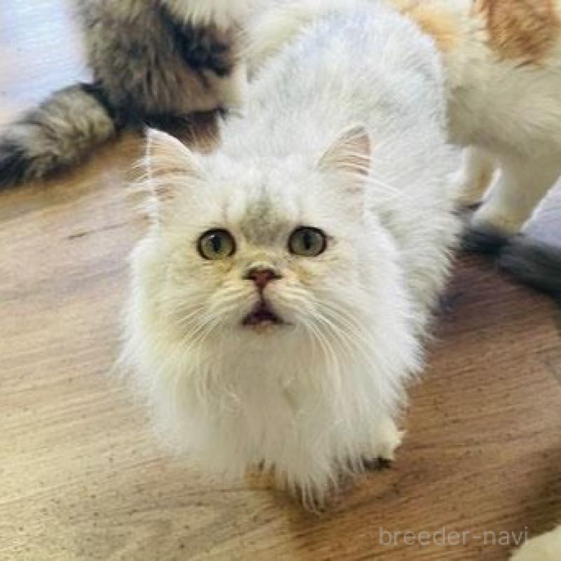 販売中の埼玉県のスコティッシュフォールド-133417の4枚目