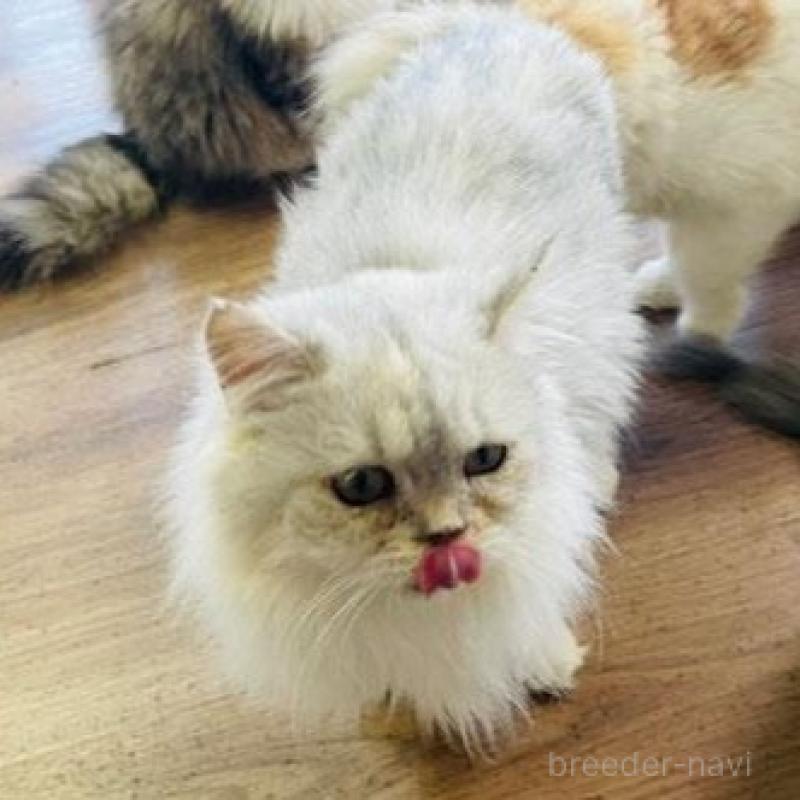 販売中の埼玉県のスコティッシュフォールド-133417の3枚目