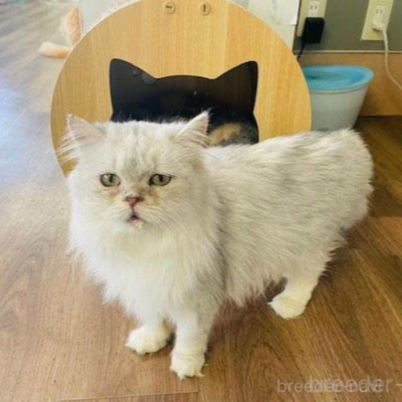 販売中の埼玉県のスコティッシュフォールド-133417の2枚目