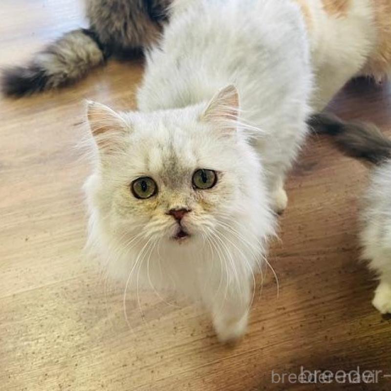 販売中の埼玉県のスコティッシュフォールド-133417