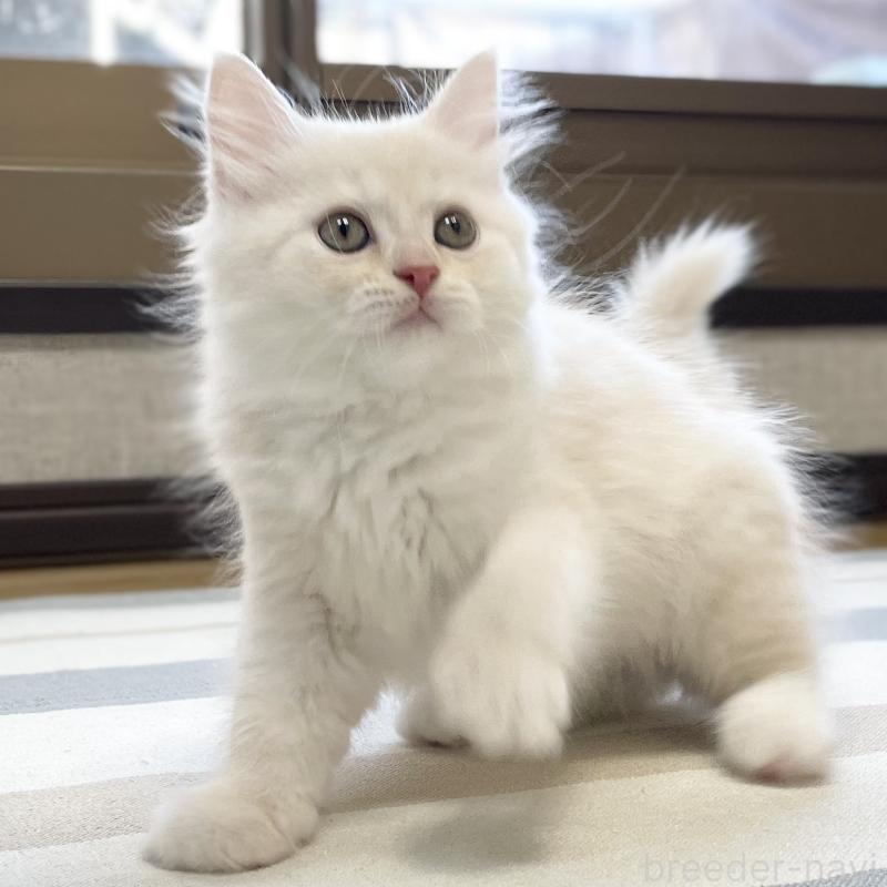 販売中の愛知県のミヌエット-130140