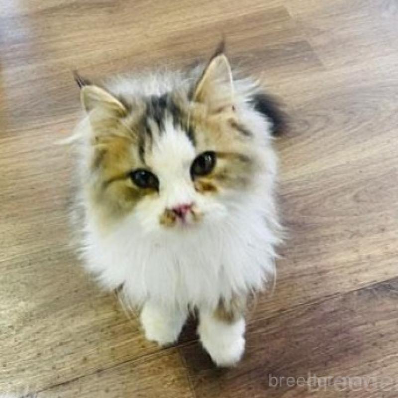 販売中の埼玉県のサイベリアン-133418の4枚目