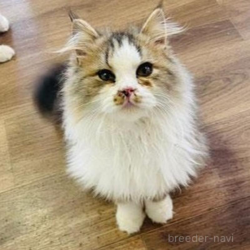 販売中の埼玉県のサイベリアン-133418