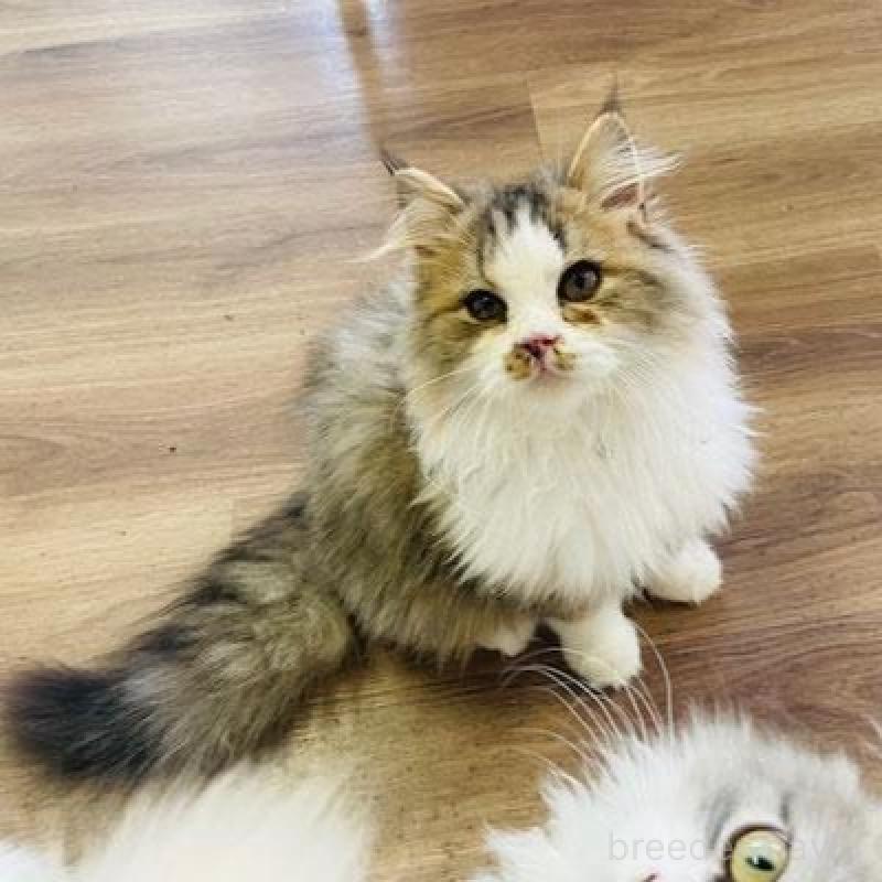 販売中の埼玉県のサイベリアン-133418の3枚目