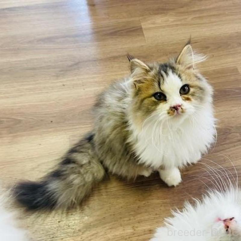 販売中の埼玉県のサイベリアン-133418の2枚目