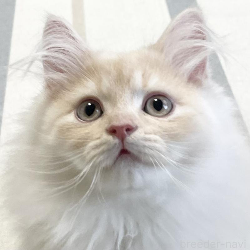 販売中ののミヌエット-129449