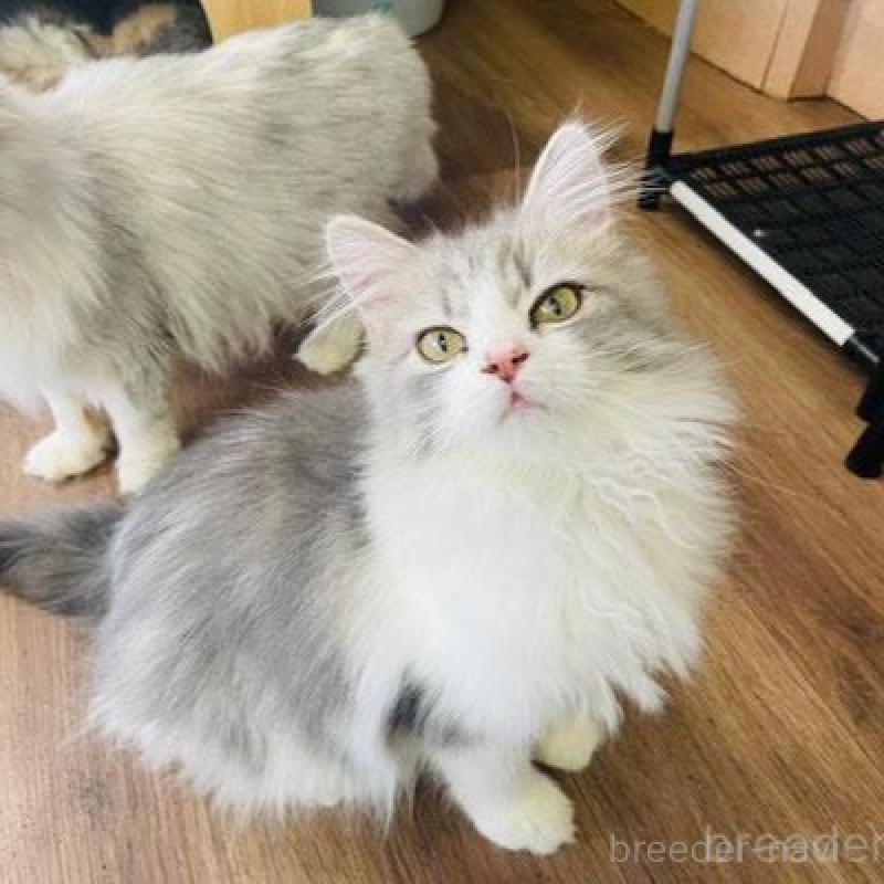 販売中の埼玉県のスコティッシュフォールド-133419の1枚目