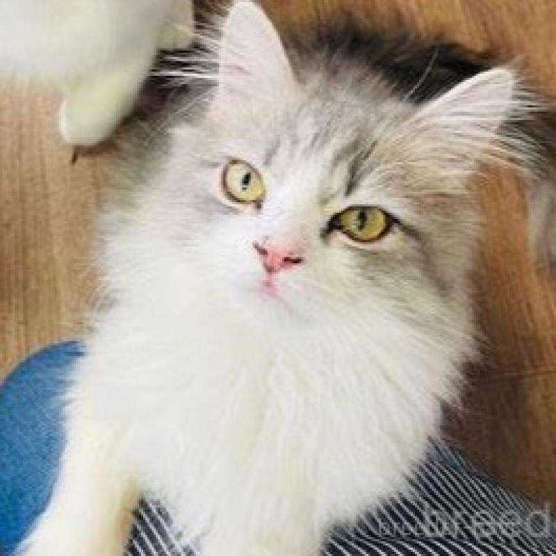 販売中の埼玉県のスコティッシュフォールド-133419の4枚目