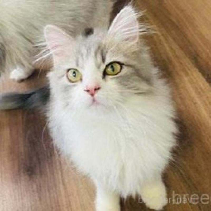 販売中の埼玉県のスコティッシュフォールド-133419の3枚目