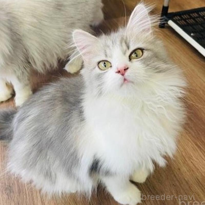 販売中の埼玉県のスコティッシュフォールド-133419の2枚目