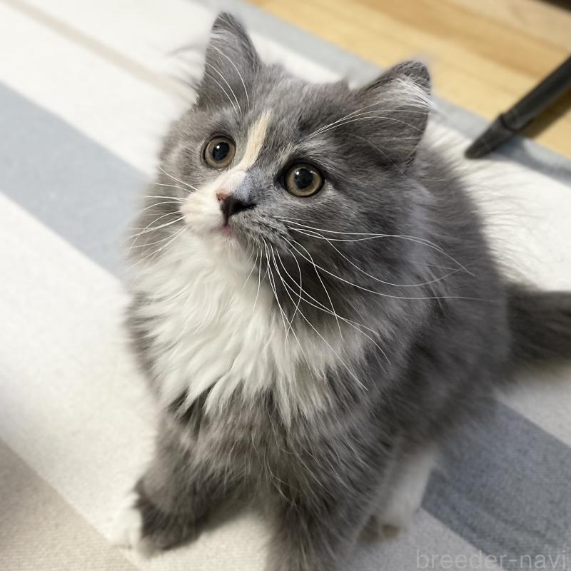 販売中の愛知県のミヌエット-129450