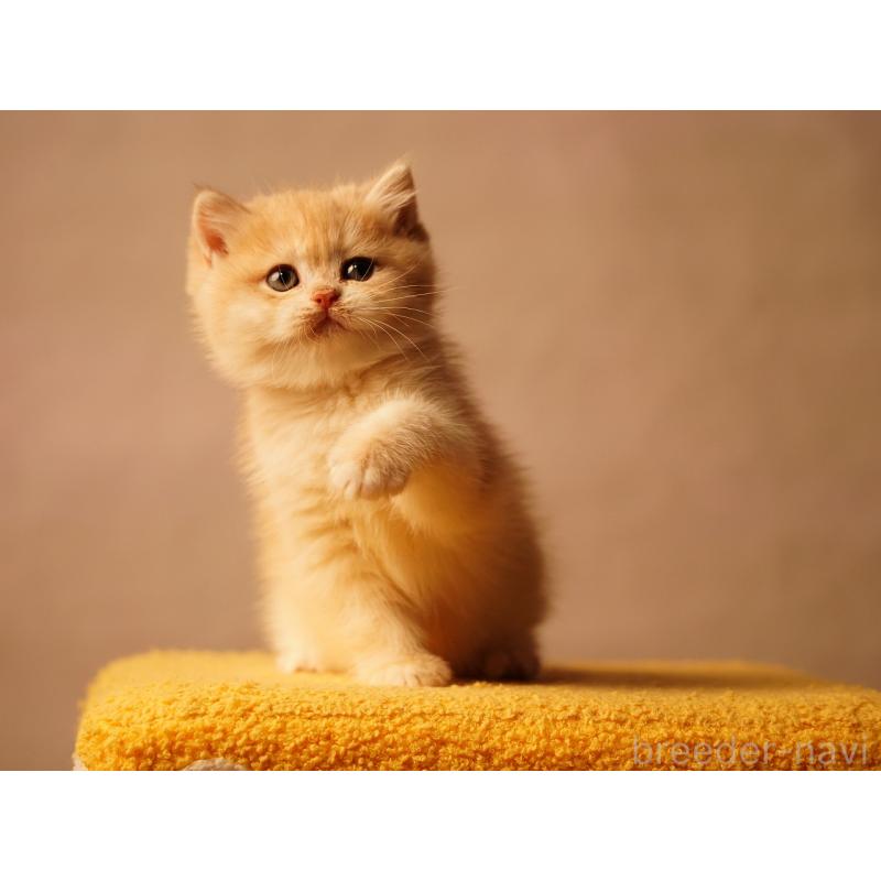 販売中の千葉県のブリティッシュショートヘア-133420の5枚目