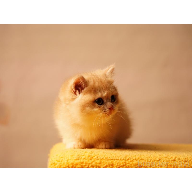 販売中の千葉県のブリティッシュショートヘア-133420の4枚目