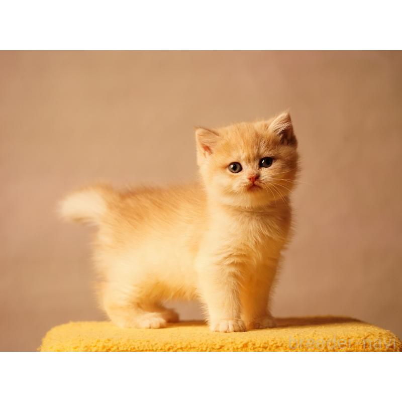 販売中の千葉県のブリティッシュショートヘア-133420の3枚目